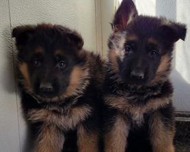 Home | Oak Glen German Shepherds | Call Now! (909) 658-5227